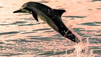 Watching Dolphins, Muscat
