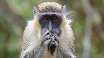 Monkey Feeding And Beach Day In Barbados