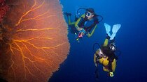 Ras Muhammed & White Island with 2 Diving Stops – Sharm El Sheikh