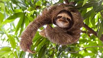 Private Sloth Bear Watching and Tubing Tour in Rio Celeste