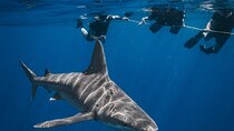 Shark Snorkeling Experience in South Florida