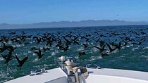 Tailored Ocean Adventures from Cape Town