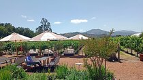 Wine Tour Casas del Bosque+Bodegas RE Vineyards Casablanca Valley