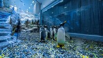 Dubai Aquarium and Underwater Zoo with Penguin Cove Tickets