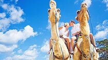 Camel Riding Palmeraie grove 2 Hour ride & transfer - Marrakech