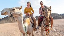 1-Hour Camel Ride Through the Desert & Transfers Sharm El Sheikh
