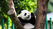 Private tour in Chengdu Panda Base and Leshan Giant Buddha 