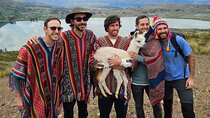 Walk with Alpacas and Llamas in Chinchero