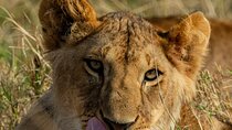 1 Night 2 Days Mikumi National Park from Dar es Salaam