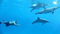 Dolphin House Reef Sea Trip & Snorkeling / Transfers – Marsa Alam