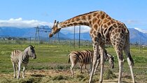 Giraffe House and Cheetah Outreach with Wine Private Tour