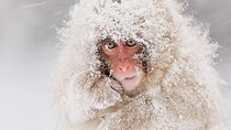 Nagano: Snow Monkey and Zenkoji Temple Free Sake Taste Day Tour