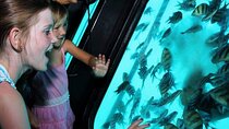 Semi Submarine Snorkeling Sea Trip & transfer - Sharm el sheikh
