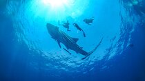 Whale Shark Snorkeling Experience from Cancun and Riviera Maya