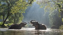 Batu Caves & Kuala Gandah Elephant Sanctuary Full-Day Tour