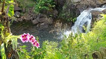 Botanical Tour and waterfall swim at The Cloudforest Bioreserve