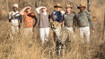 2 Day Private Luxury Addo Elephant & Mountain Zebra Park Safari