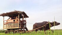 Pu Luong 3-Day Adventure: Trekking, Cycling & Local Cooking Class