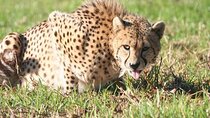 Cheetah encounter lion park, tiger ,leopard and Wine Tasting 
