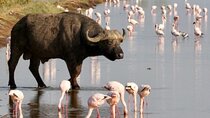 6 Days Group Safari to Masai Mara, Lake Nakuru and Amboseli Park