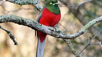 Durban Birdwatching Tour