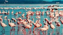 7 Days Group Safari-Maasai Mara, L Nakuru, L Naivasha & Amboseli