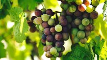 Lisbon Region Wine Tour: Mafra & Ericeira + Hotel Pick-Up