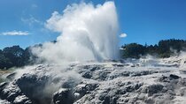 Auckland : Hobbiton & Te puia & red wood forest Private Tour