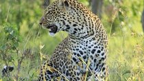 3 day Maasai Mara Small Group Safari in a 4 x4 Land Cruiser Jeep