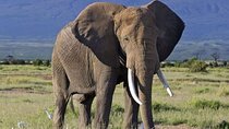 Overnight Safari to Amboseli National Park from Nairobi