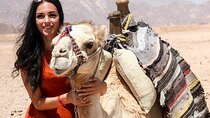 Camel Ride A Unique Adventure Awaits You - Sharm El Sheikh