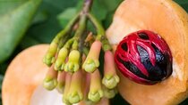 Zanzibar Stone Town, Prison Island & Spice Tour