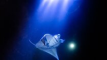 Snorkel With Giant Manta Rays In Kailua Kona