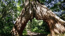 Arusha National Park Walking and Canoeing Day Trip