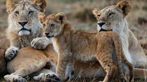 8 Days Kenya and Tanzania Private Budget Camping Safari 