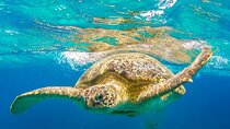 Marsa Mubarak Snorkeling & Dive with Lunch & Transfer –Marsa Alam
