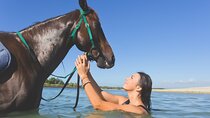 Experience Horse Riding in Nabq with Transfer - Sharm El Sheikh