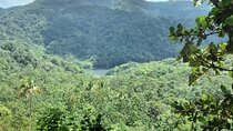 Millet Rainforest Hiking Experience