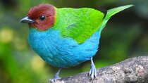 Jungle Tour Bird Watching and Local Fauna from Guatapé