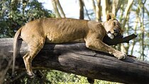 4 Days Masai Mara & Lake Nakuru Budget Group Safari in a 4x4 Jeep