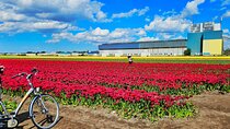 Keukenhof Gardens and Delft Guided Tour from Amsterdam