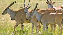 2 Days Wildlife Safari to Awash National Park