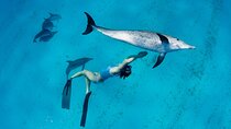Private Dolphin House with Parasailing & Water Activity-Hurgahda