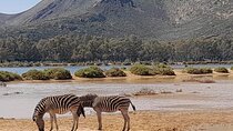 All-inclusive Big 5 Aquila Game Drive Small Group Experience