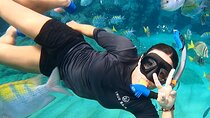 Snorkeling On Chilean Beach Transportation And Drinks Included