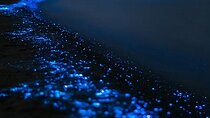 Bioluminescence Kayak Tour - Est. 1994