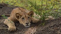 Full Day Trip to Mikumi National Park from Zanzibar