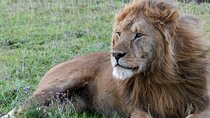 6 Days Tanzania Big Five Safari 