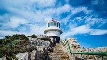 Cape Point, Penguins & Wine Tasting