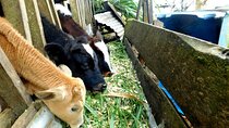 Rio Celeste Funny Milking & Farming Experience